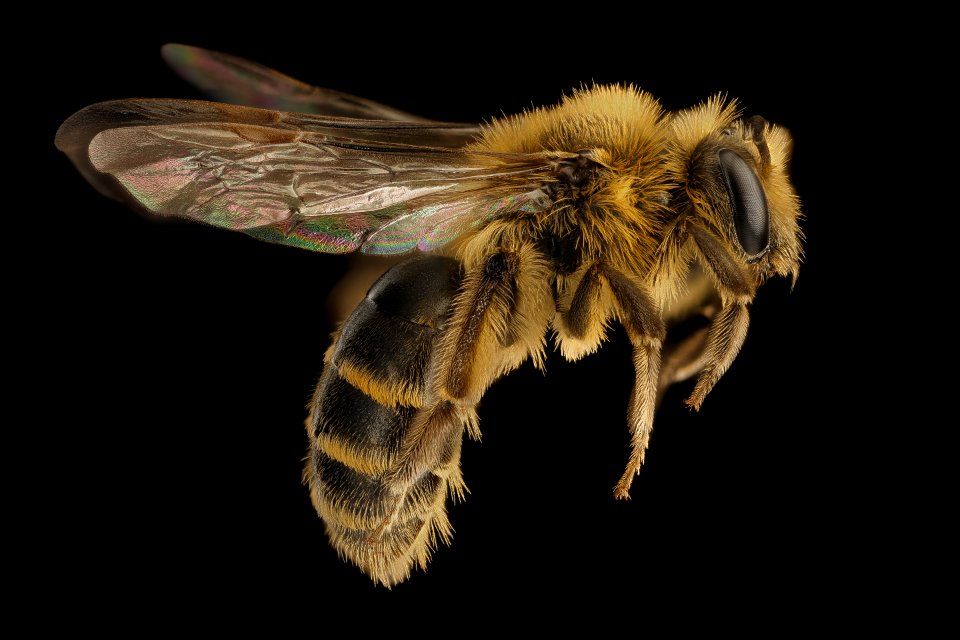 Andrena arabis, F, side, beltsville, md 2016-03-24-16.04