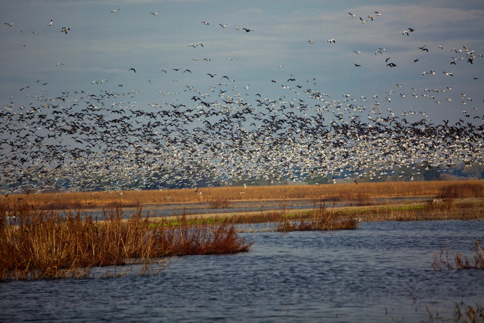 Aleutian and snow geese at San Joaquin National Wildlife Refuge