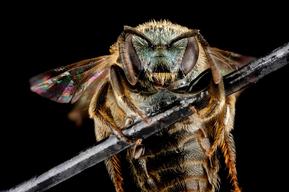Lasioglossum versatum, F, face, Tennessee, Haywood County 2013-01-31-15.03.07 ZS PMax