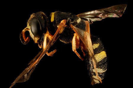 Wasp, U, Side, MD, Wicomico County, Groundworks Farm 2015-08-25-16.48 photo