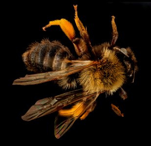 Andrena clarkella, F, back, Hancock co 2014-01-06-13.59.52 ZS PMax