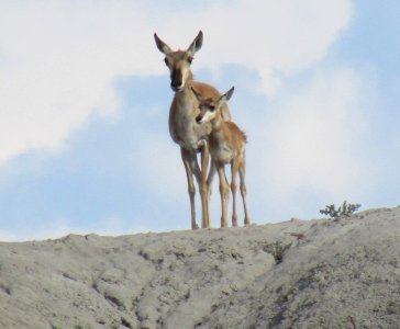 Fauna Entry
