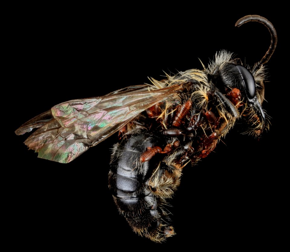 Andrena carlini, Triungulin, Na, side 3, Randolph Co., W. VA 2013-05-28-11.21.20 ZS PMax