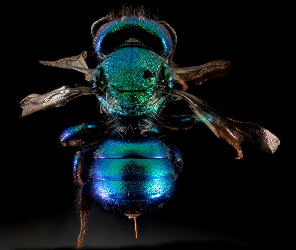 Osmia bruneri, f, Wy, lincoln co, back 2015-11-20-20.41