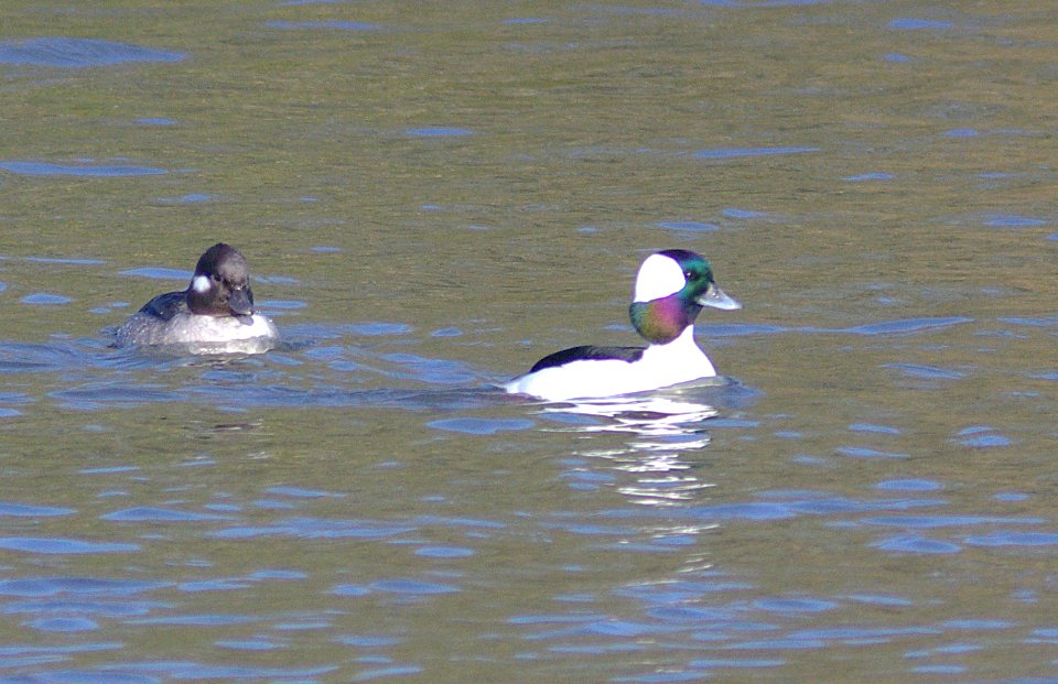 BUFFLEHEAD (11-27-07) male and fem, oso-1