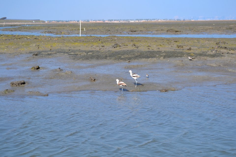 American avocets in non-breeding plumage check out newly-dredged channels