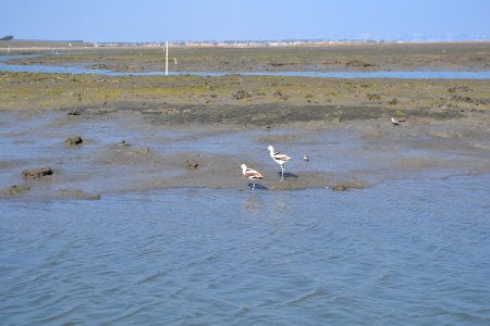 American avocets in non-breeding plumage check out newly-dredged channels