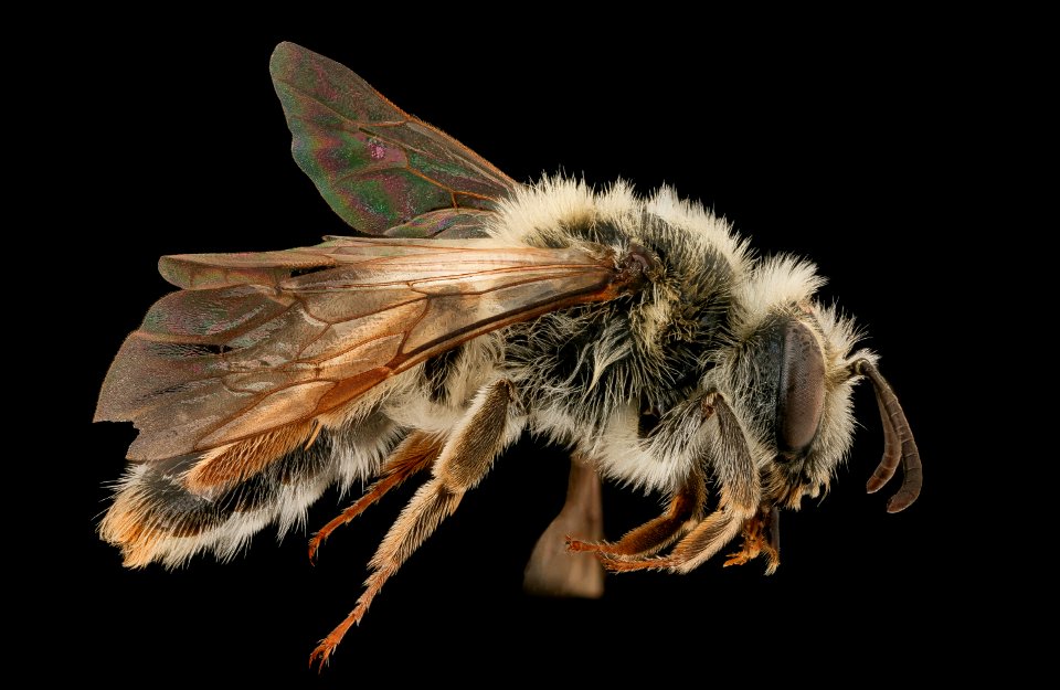 Andrena macoupinensis, f, right, Prince George's Co. Maryland 2019-12-16-19.48.19 ZS PMax UDR