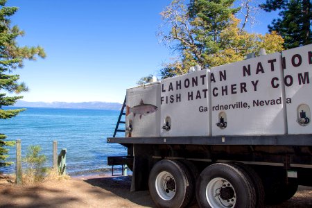 Lahontan cutthroat trout stocking, Lake Tahoe photo