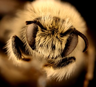 Diadasia diminuta, m, face, Jackson Co., SD 2018-08-10-18.01.38 ZS PMax UDR