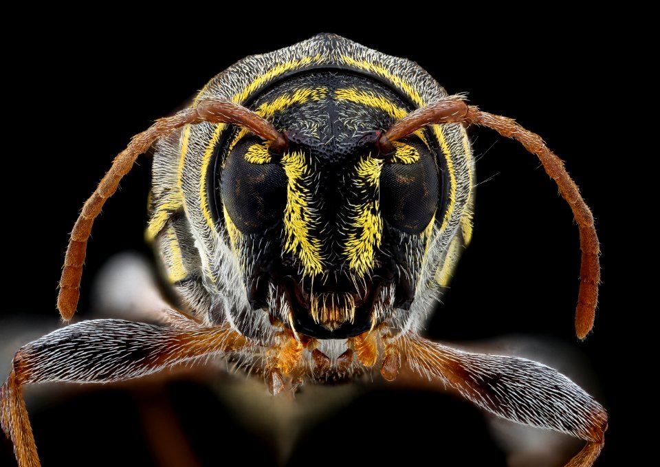 Longhorn beetle face 2020-08-06-13.51.33 ZS PMax UDR