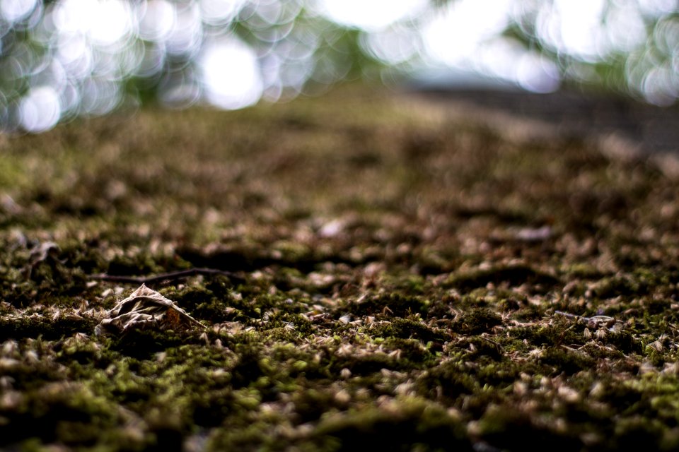 Blattmooshimmelbokeh