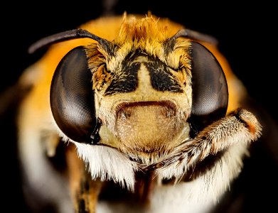 bee, m, face, south africa, wcp 2014-08-07-08.21.01 ZS PMax photo