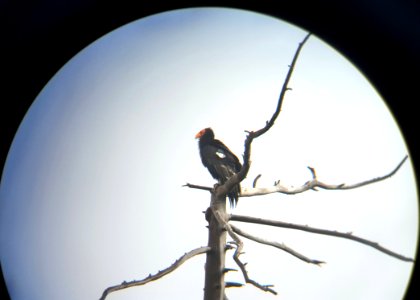 California condor #509.