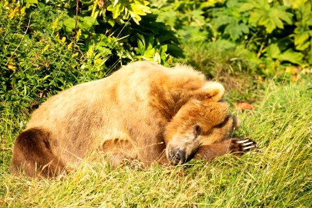 sleeping Kodiak bear photo