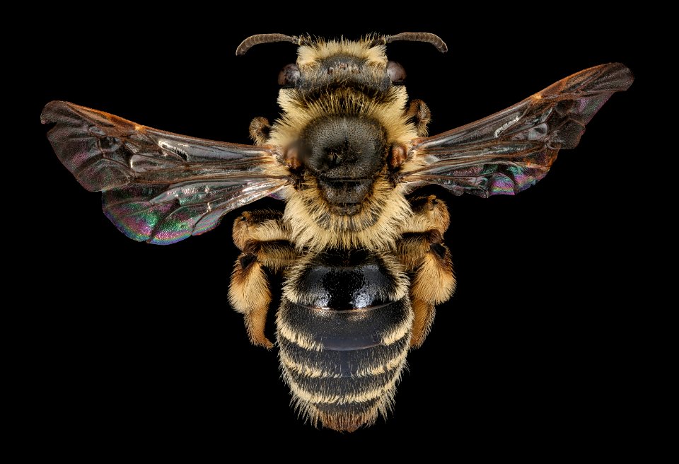 Andrena cressonii, f, back, Pr. George's Co., MD 2018-05-29-13.50