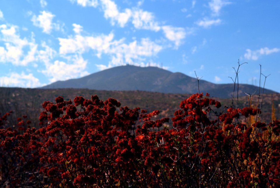 Buckwheat at San Diego National Wildlife Refuge