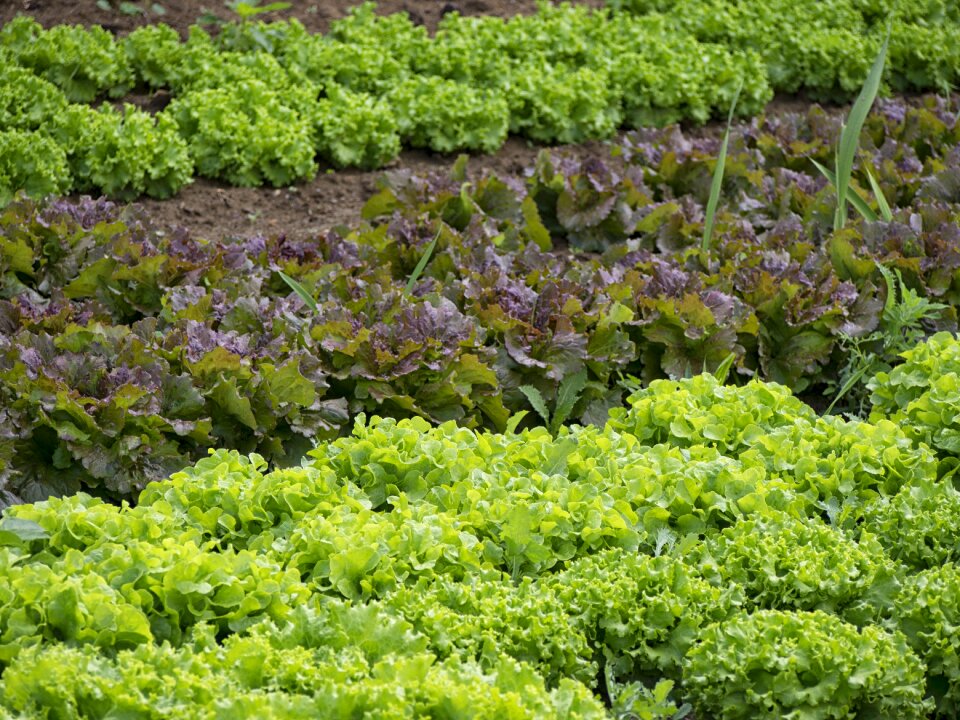 Gardener vegetable garden salad
