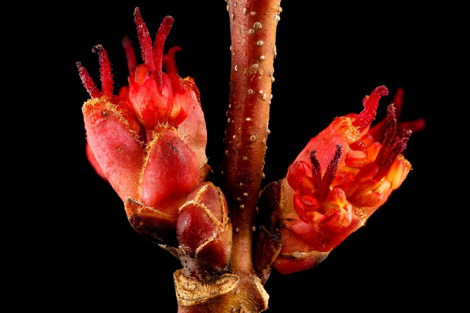 Acer rubrum, pistilate flr., 3, Howard County, Md,  2018-05-17-11.57