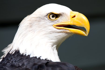 Bald eagle