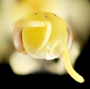 Brachyhesma sulphurella, australia, face 2014-11-22-13.14.47 ZS PMax photo