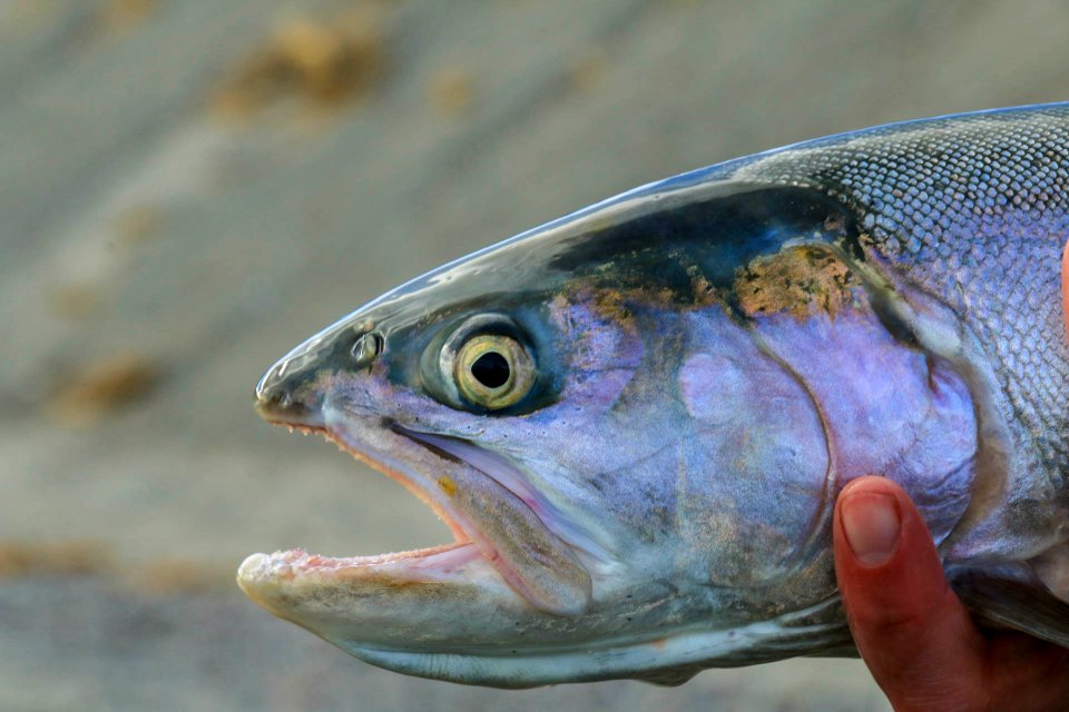 Lahontan cutthroat trout