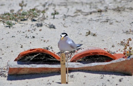 Female California least tern incubates nest photo