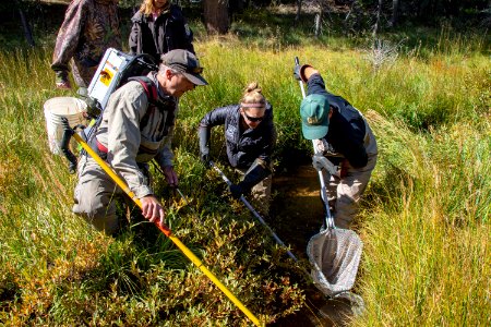 Crew of biologists collect Paiute cutthroat trout using electrofishing
