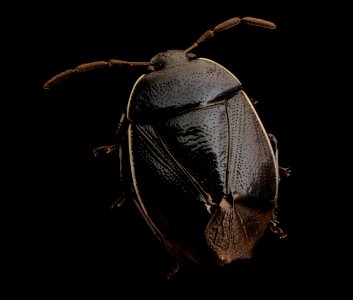 Sehirus cinctus, u, back, Patuxent Wildlife Research Center 2018-05-17-01.59.53 ZS