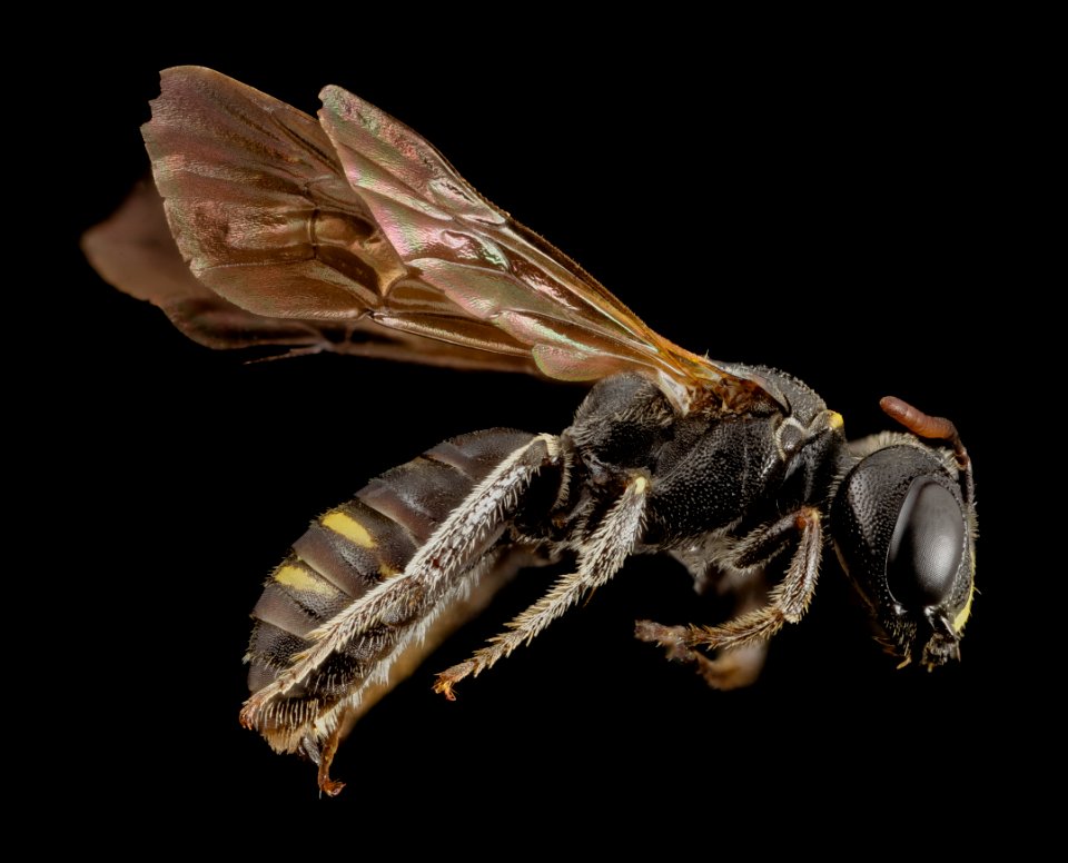 Psaenythia species, m, argentina, side 2014-08-07-16.47.35 ZS PMax
