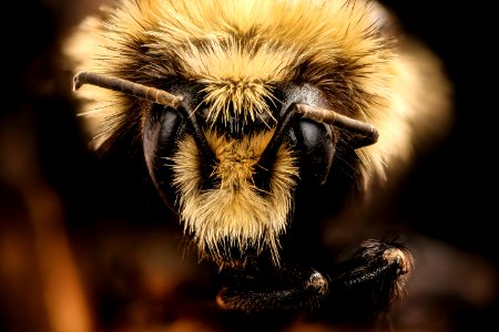 Bombus bifarius, face, f, Mariposa CA 2017-07-28-13.12