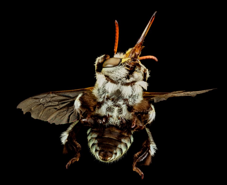 amegilla, m, australia, under 2014-11-02-00.00.47 ZS PMax
