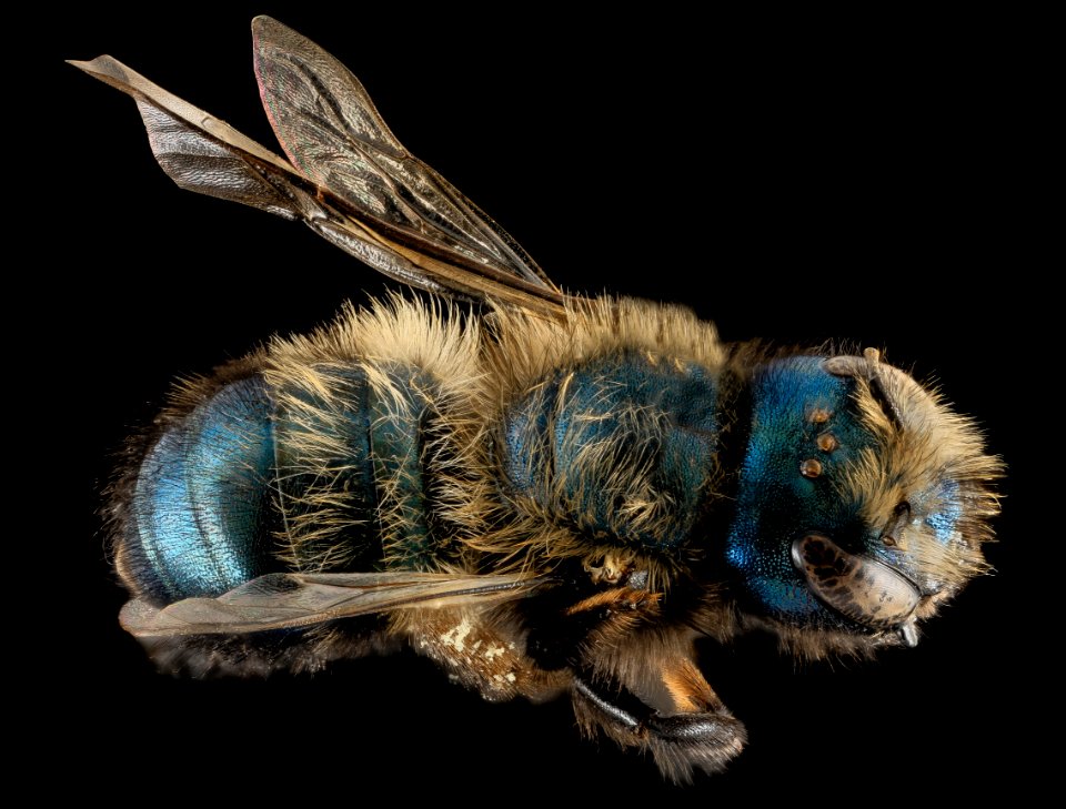 Osmia lignaria, F, Back, Washington, DC 2013-11-13-10.49.51 ZS PMax