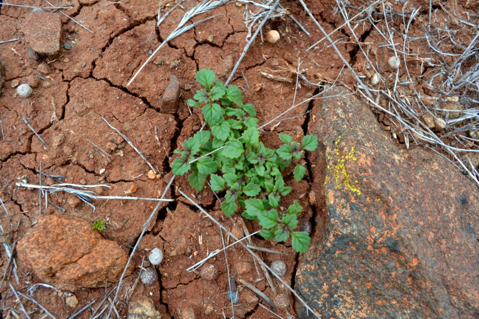 Federally threatened San Diego thornmint at McGinty Mountain in San Diego County