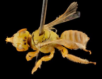 Pararhophites, f,  back 2014-10-11-19.23.41 ZS PMax
