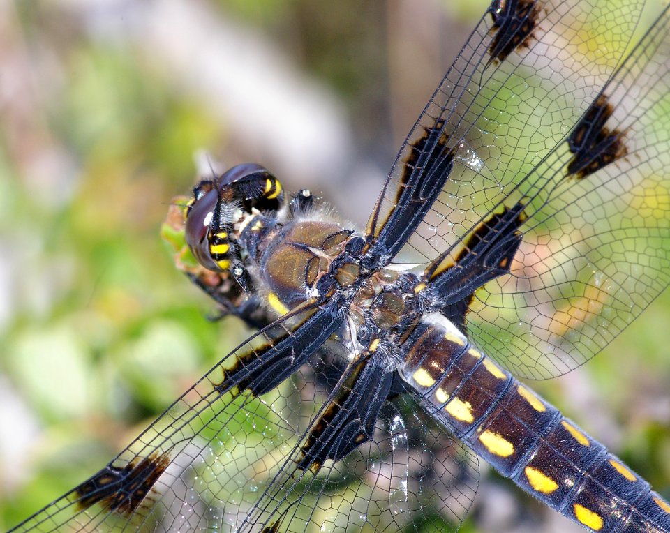 SKIMMER, HOARY (libellula nodisticta) fem, cerro alto north ridge, san luis obispo co, ca -7