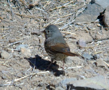 SPARROW, FOX (1-7-07) slate-colored, quail springs -5