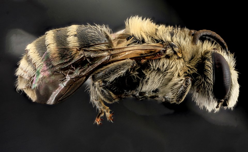 Colletes titusensis, M, Side, Brevard co., Honda, U.S 2013-11-19-08.10.47 ZS PMax