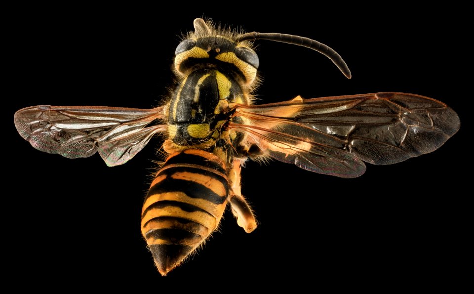 Yellowjacket, Back, MD, Talbot County 2013-09-30-19.05.15 ZS PMax copy
