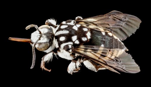 Thyreus white species, f, back, ethiopia 2014-07-16-10.24.14 ZS PMax