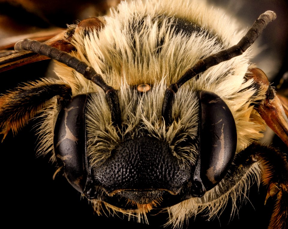 Eucera rosae, F, Face, MD, St Mary's County 2014-02-11-17.34.43 ZS PMax
