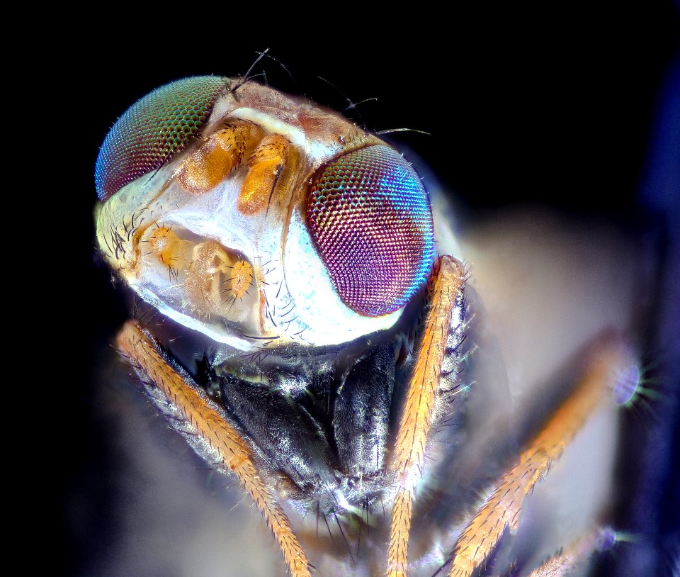 fly black white winged, maglev 2020-09-16-14.58.19 ZS PMax UDR