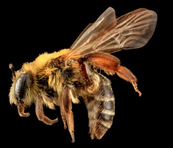 Andrena asteroides, F, Side, MD, Charles Co 2013-08-20-08.44.04 ZS PMax photo