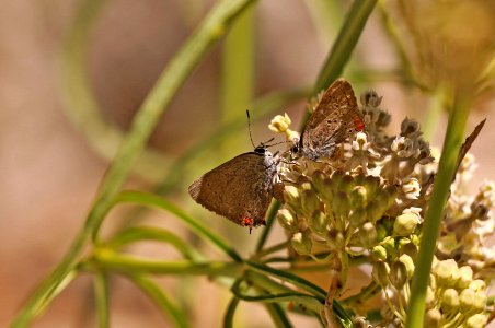 San Bernardino blue butterflies on narrow-leaved milkweed photo