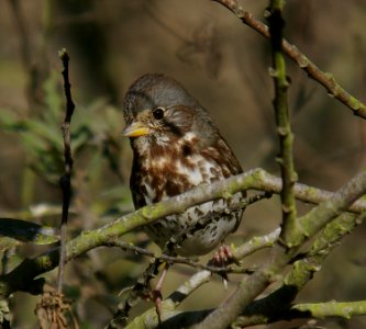 SPARROW, FOX (11-17-06) (slate-colored race, altivagans) -3