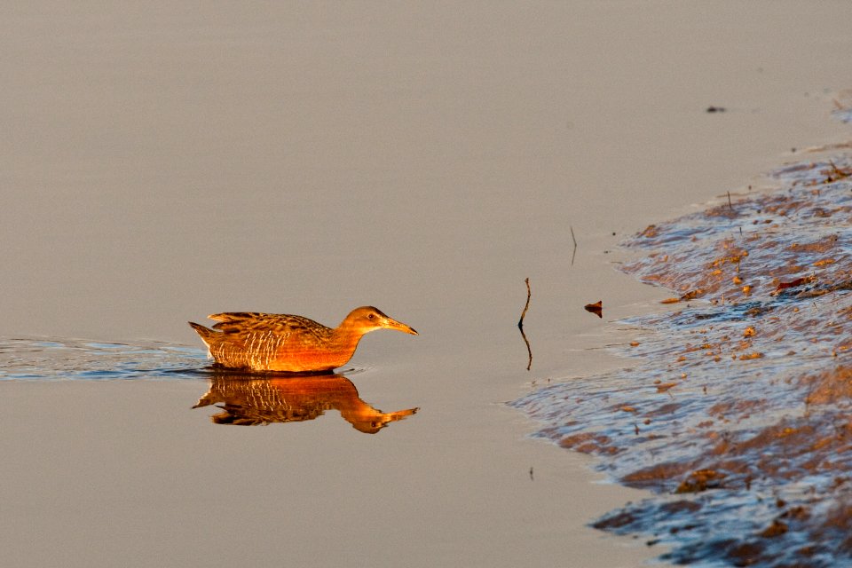 Calm waters welcome the Light-footed clapper rail (adult)