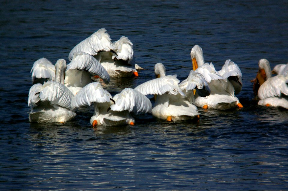 PELICAN, WHITE (11-16-07) atascadero -4