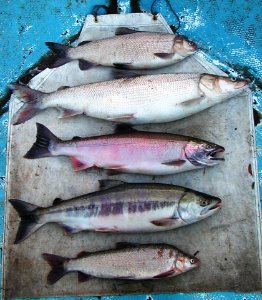Yukon River Fish Buffet