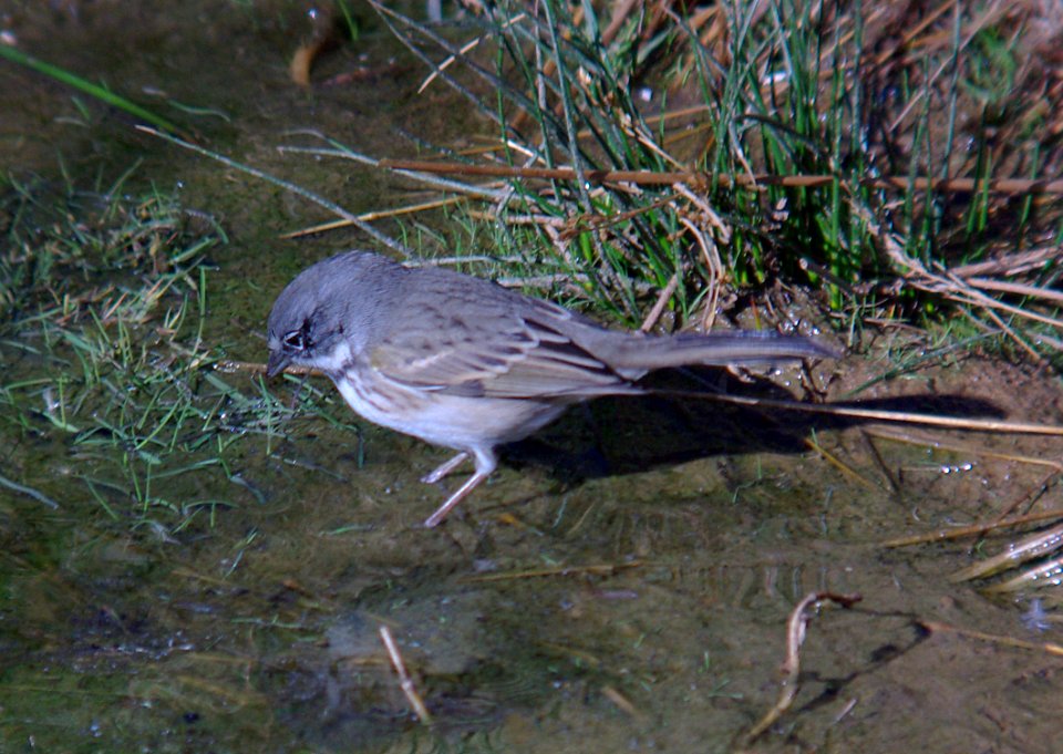 BELL'S SPARROW (canescens?) (10-7-07) Quail Springs, carrizo plain nat mon, slo co, ca -16