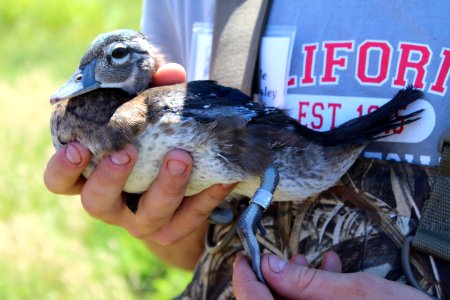 Juvenile female wood duck (Aix sponsa)